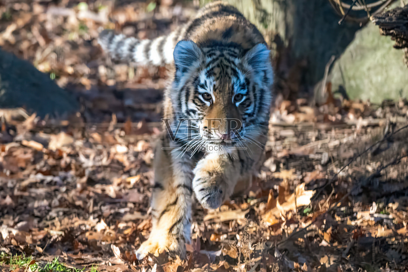 阿穆尔虎照片摄影图片