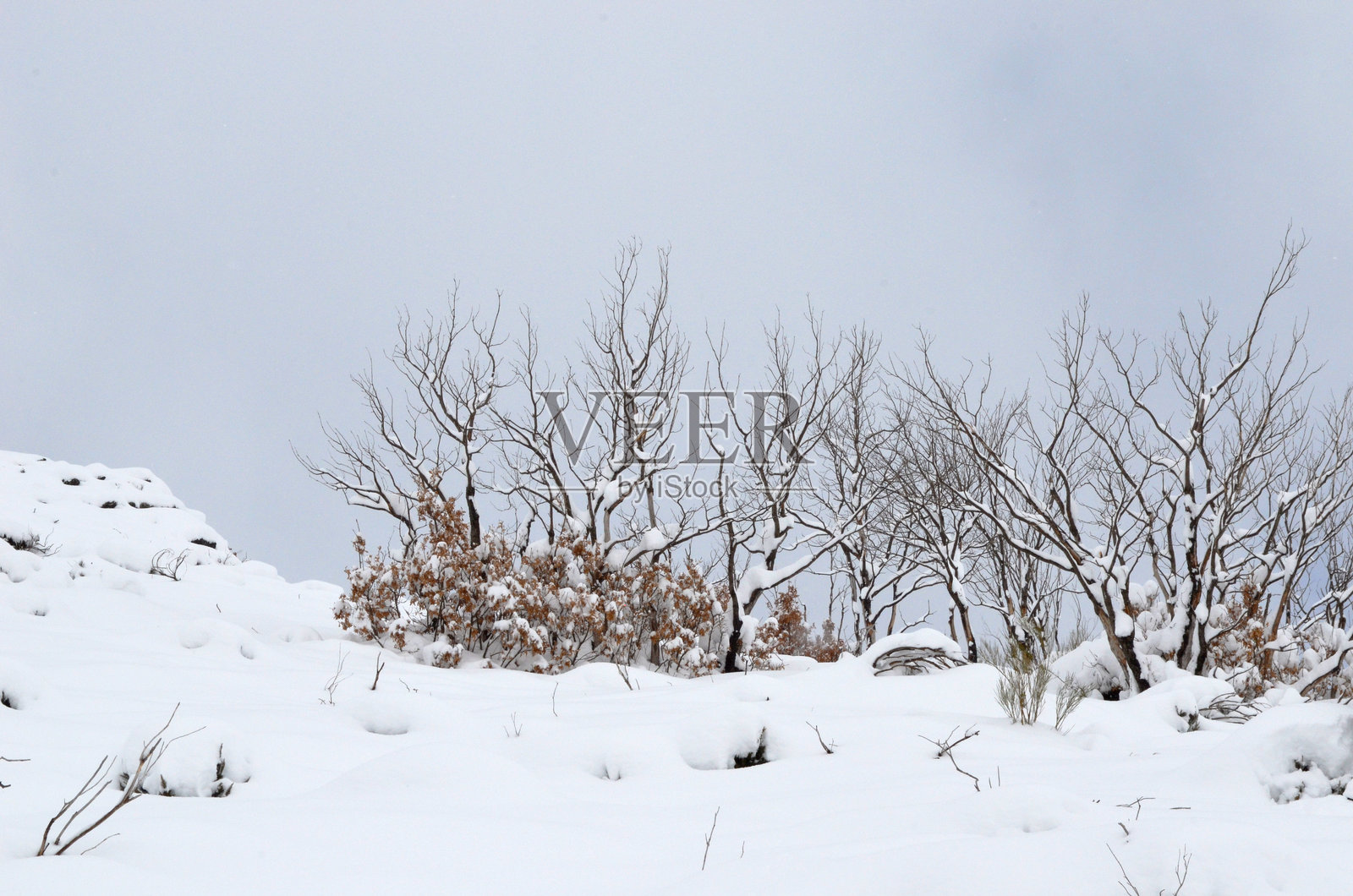 各种雪山和树木，优美的冬季风景。照片摄影图片