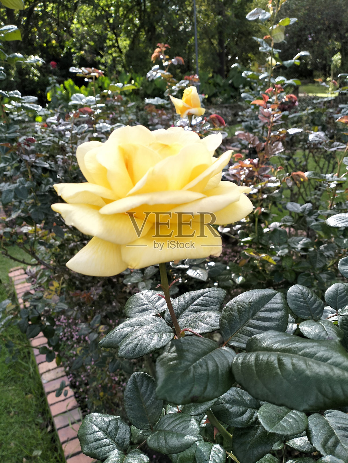 花照片摄影图片