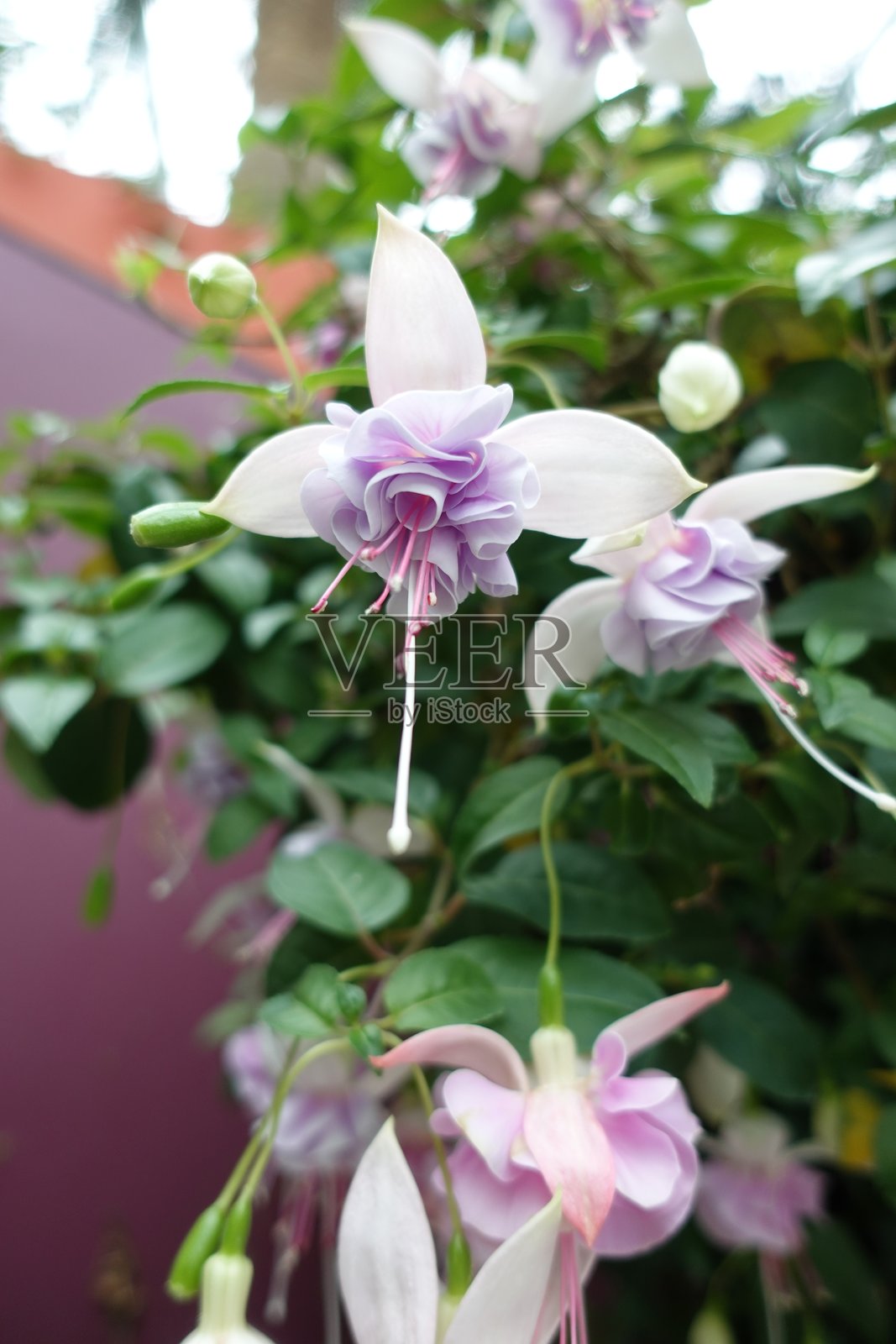 紫红色照片摄影图片