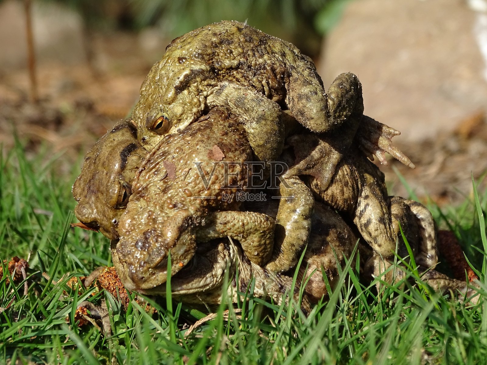 青蛙群体照片摄影图片