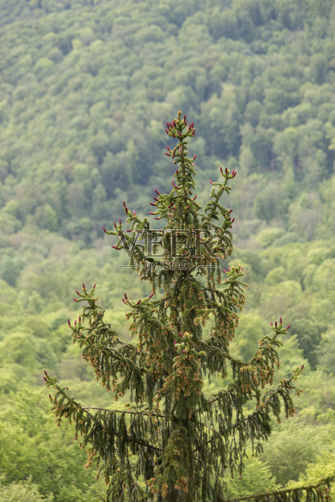 德国巴德苏登-阿伦多夫附近春季的云杉与覆盆子松果。照片摄影图片