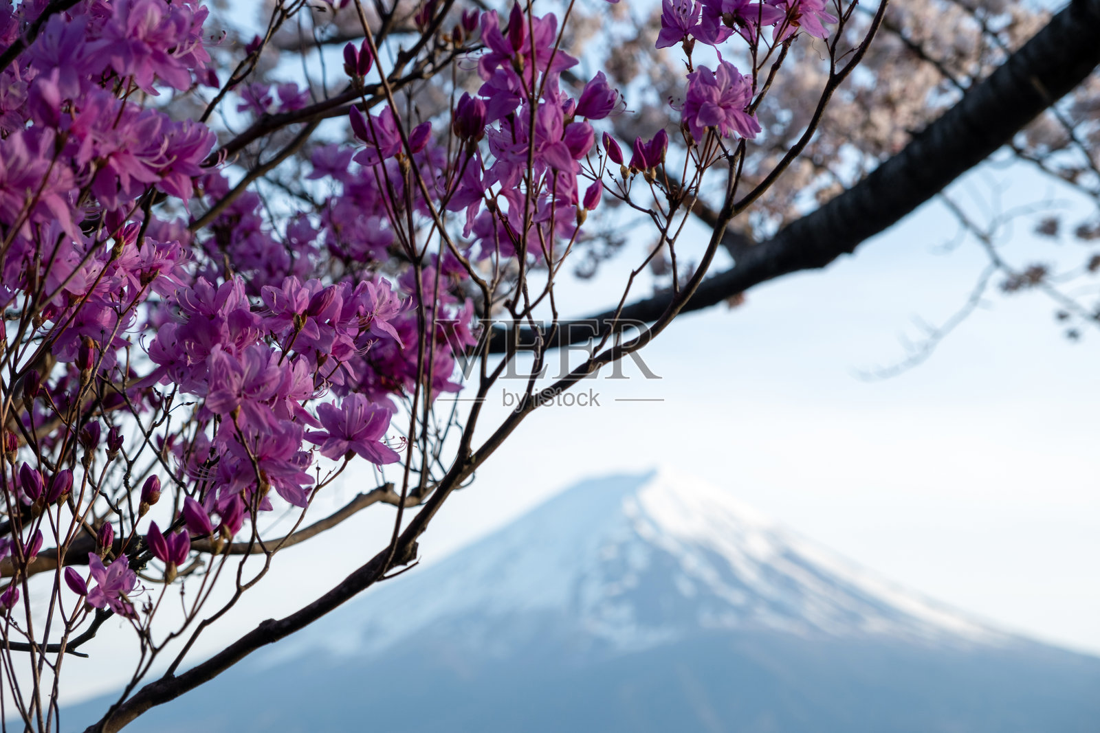 模糊的富士山被紫色的日本杜鹃花环绕。日本的春天照片摄影图片