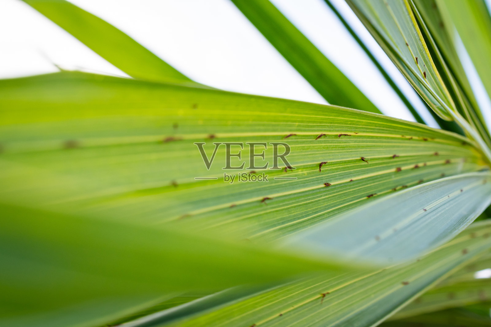 病态棕榈树叶子的特写镜头照片摄影图片