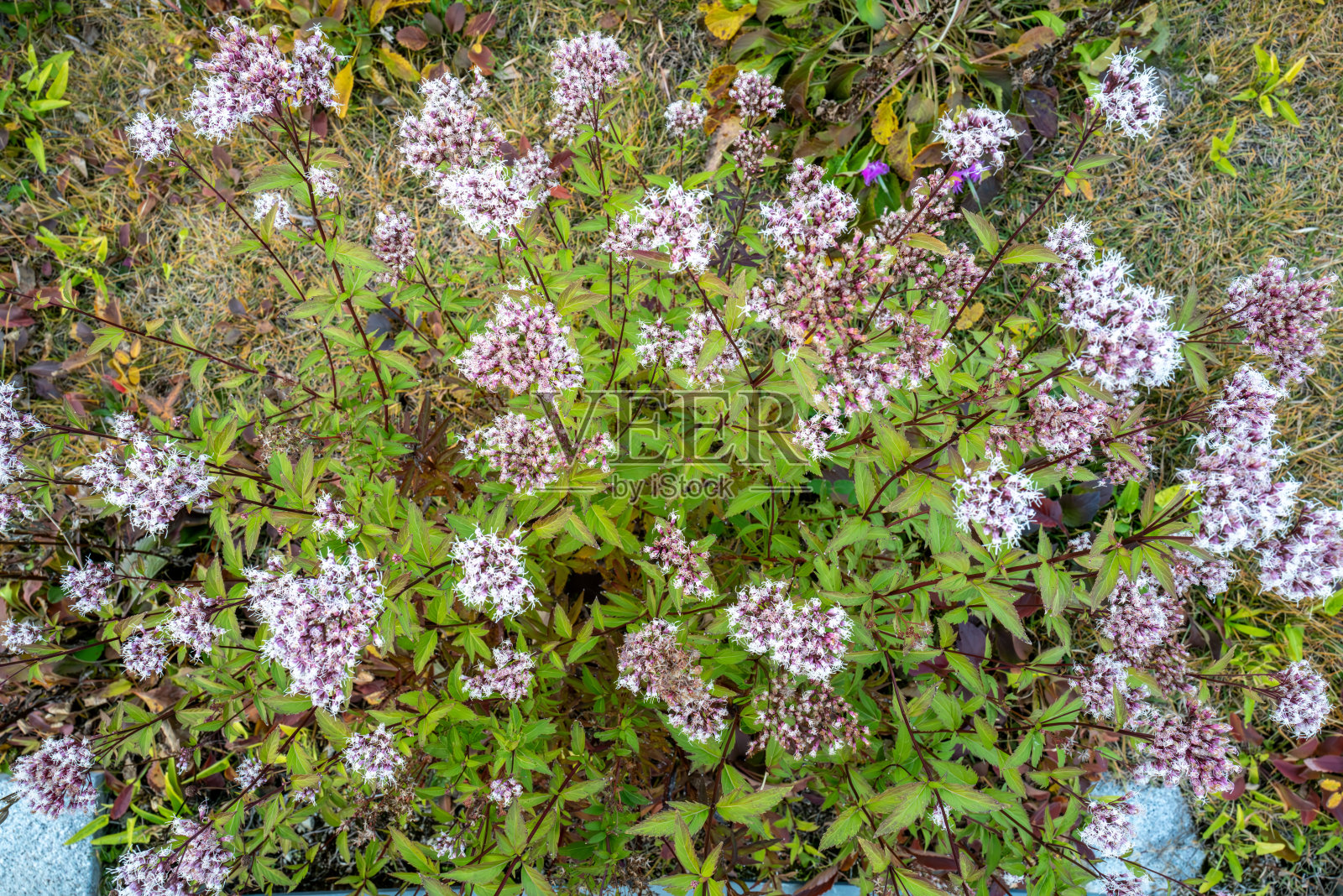 彻骨草在花坛中盛开得非常美丽照片摄影图片