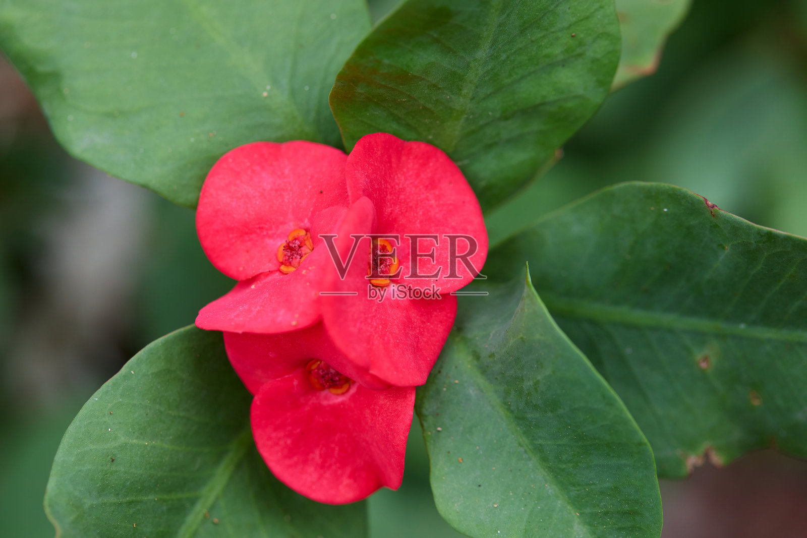 红色的米利花(euphorbia milii desmoul)或称为荆棘花的特写,盛开着