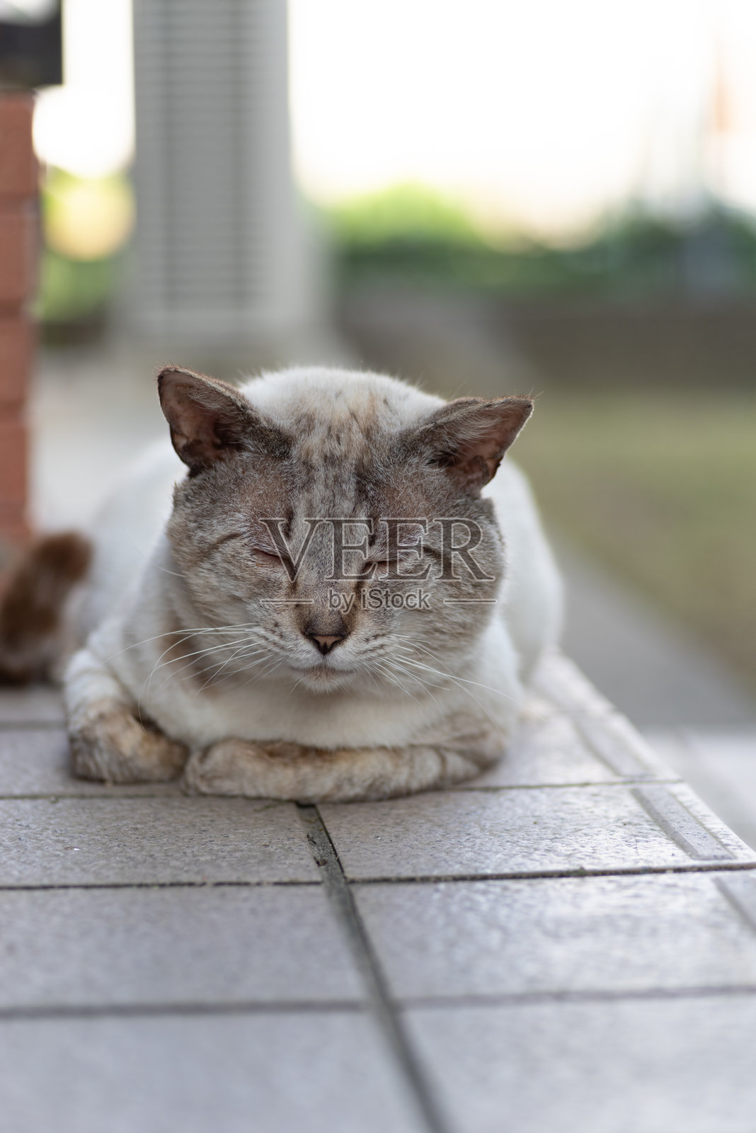 一只可爱的流浪猫躺着放松。照片摄影图片