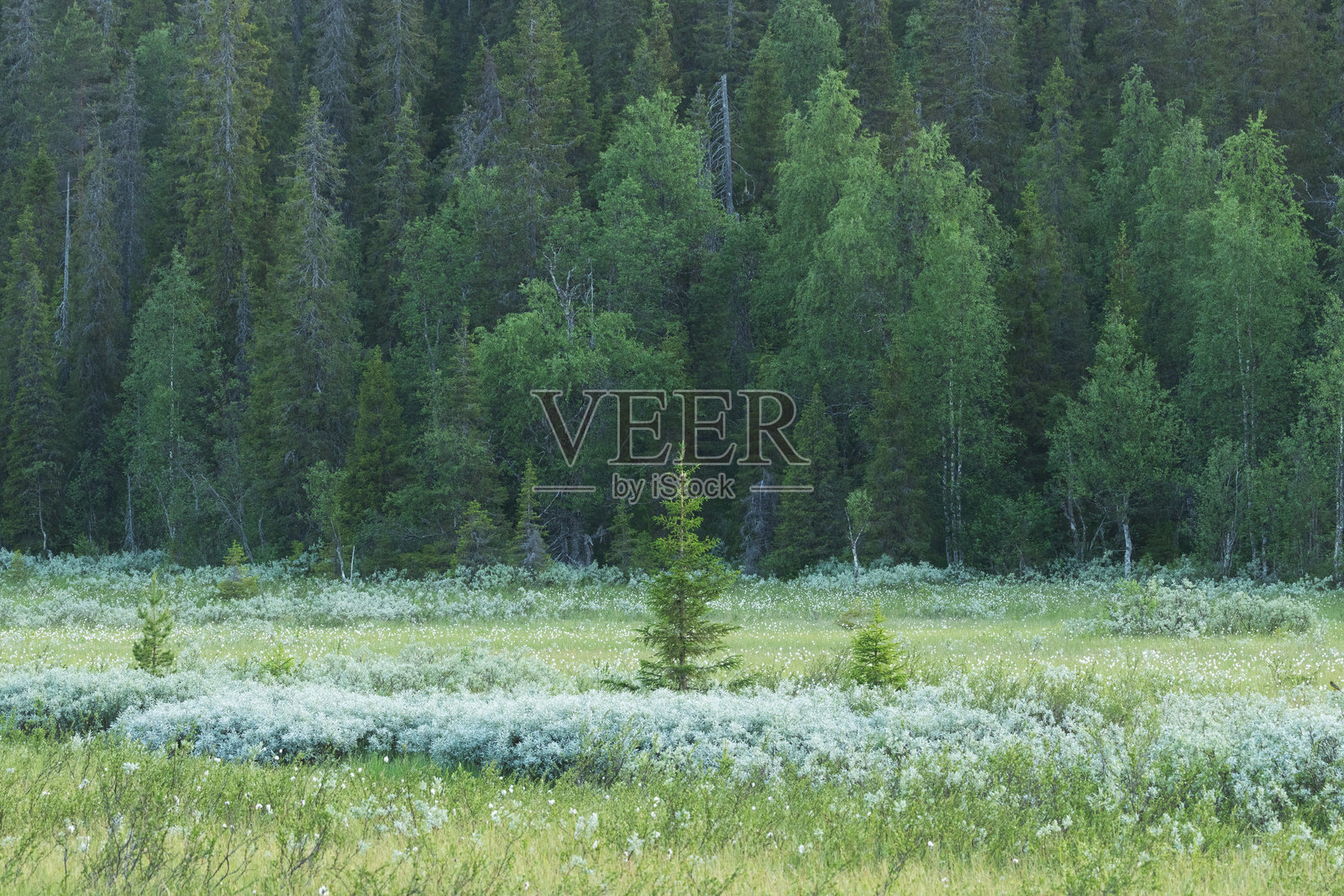 芬兰Riisitunturi国家公园的阳光明媚的淹水草地和背景中的坡地森林照片摄影图片