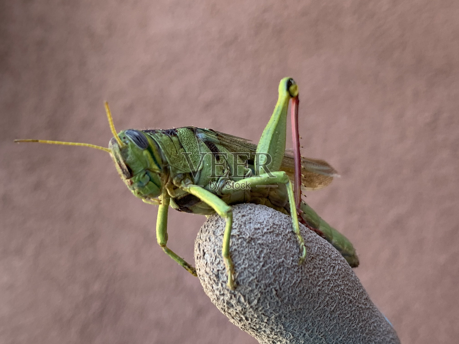 绿色蚱蜢在手指上照片摄影图片