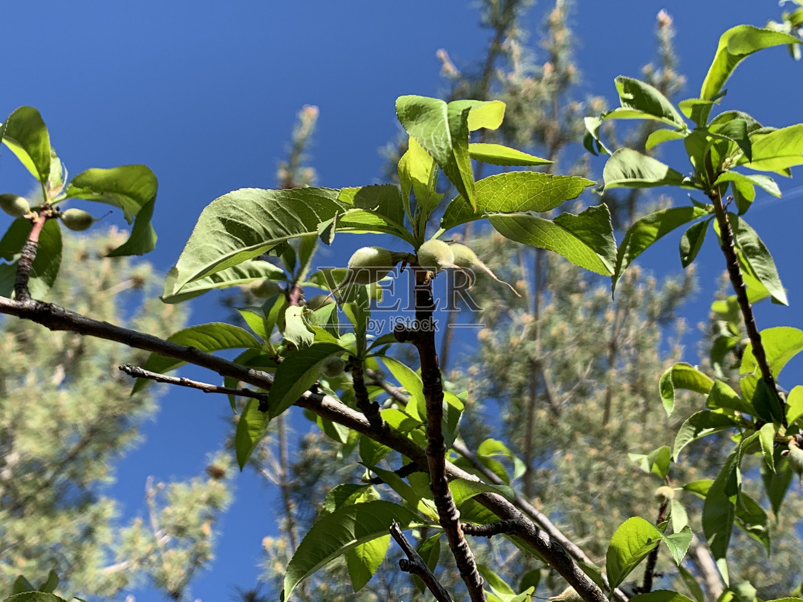 桃树枝与幼果照片摄影图片