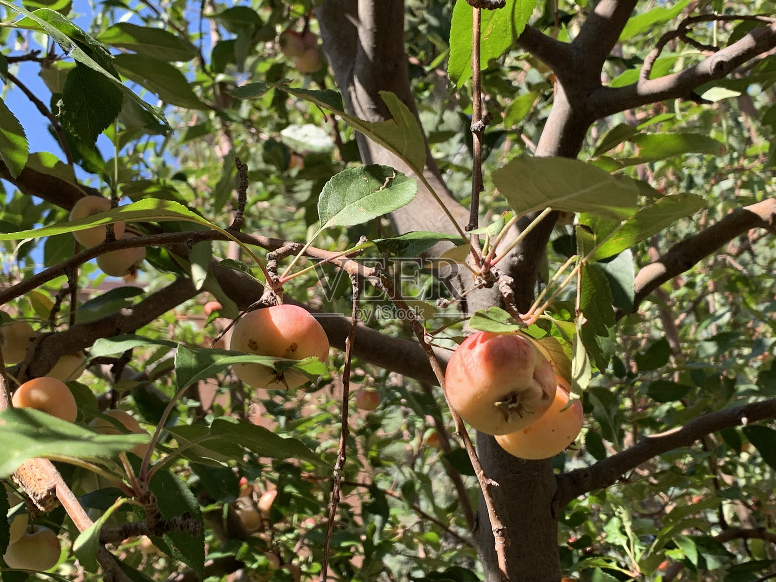 果树上结满了苹果照片摄影图片