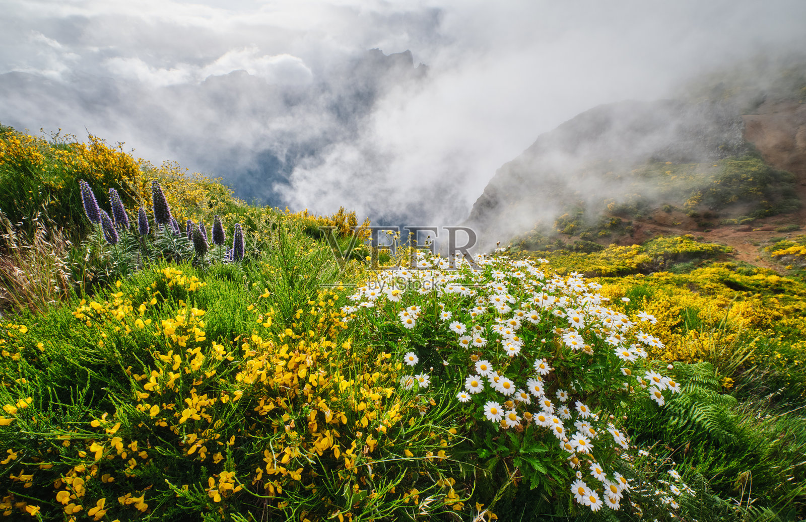 葡萄牙马德拉的风景，盛开的雏菊花和绽放的金雀花灌木照片摄影图片
