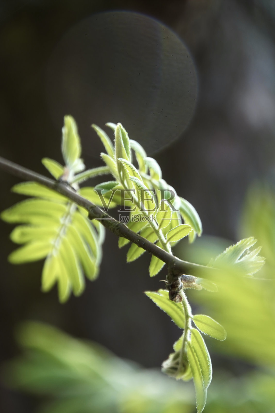 树木细节照片摄影图片