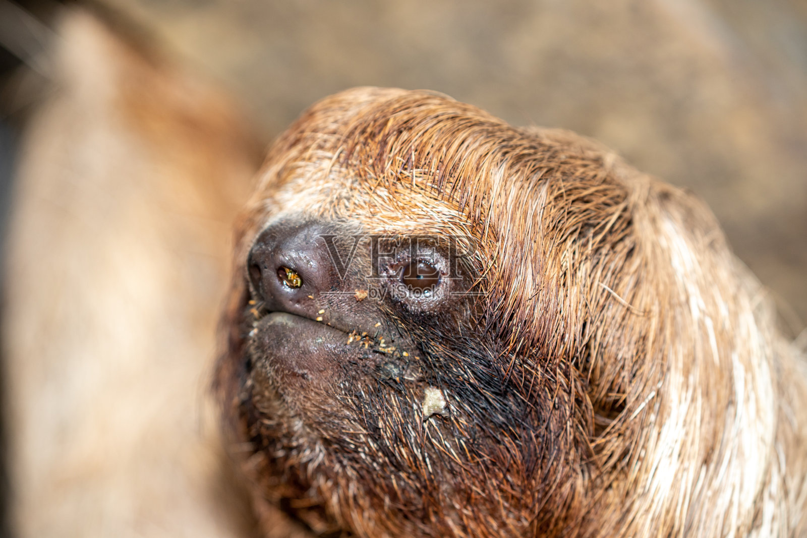 树懒照片摄影图片