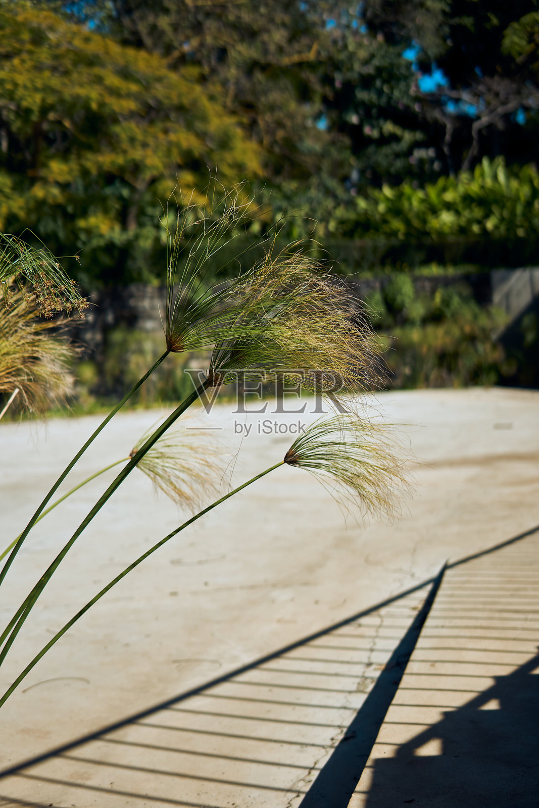 自然的草丛在宁静的户外环境中轻轻摇曳，旁边是平静的混凝土表面。照片摄影图片