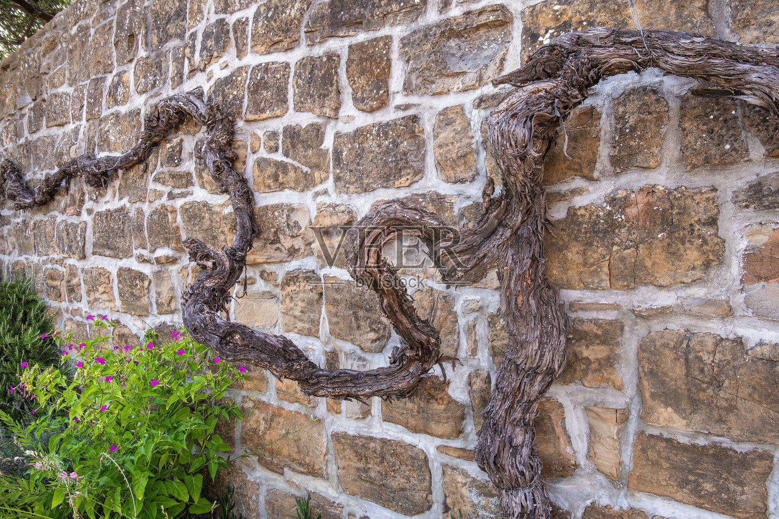 一株古老的葡萄藤依附在风化的石墙上照片摄影图片