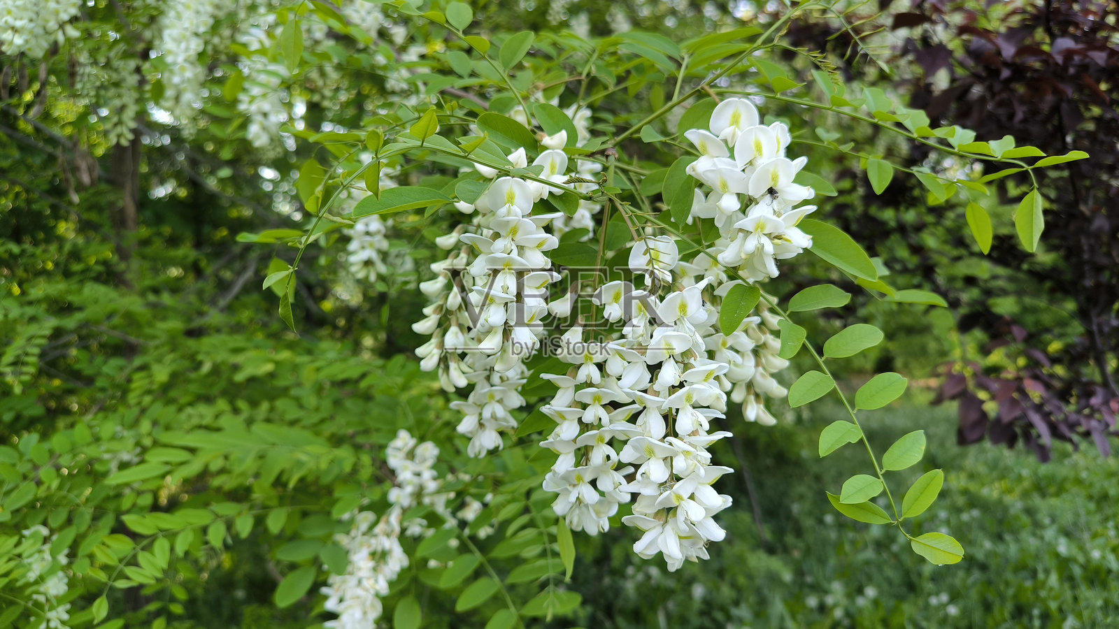 春天盛开的白色刺槐树照片摄影图片