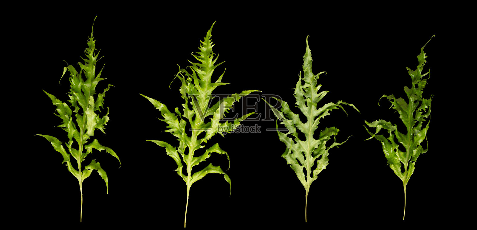 一组热带绿叶的菲洛登德龙植物，背景为黑色，独立展示。热带雨林的大绿叶可与其他植物搭配装饰。照片摄影图片