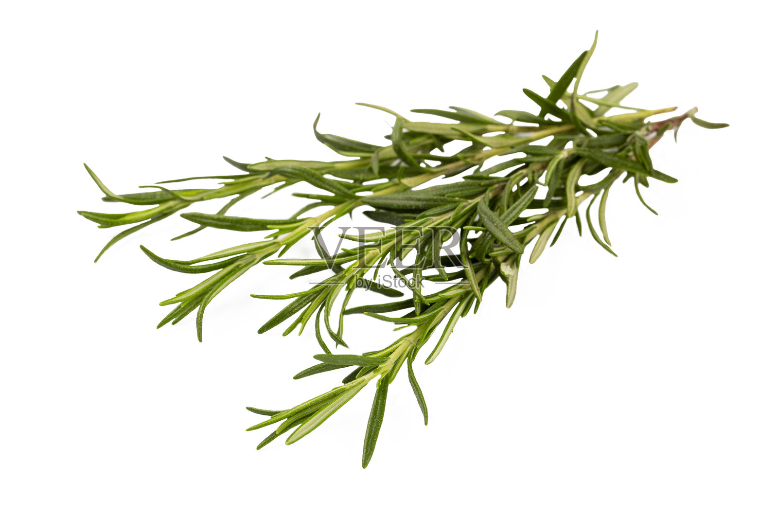 迷迭香孤立在白色背景上。迷迭香枝条的俯视图集合。照片摄影图片