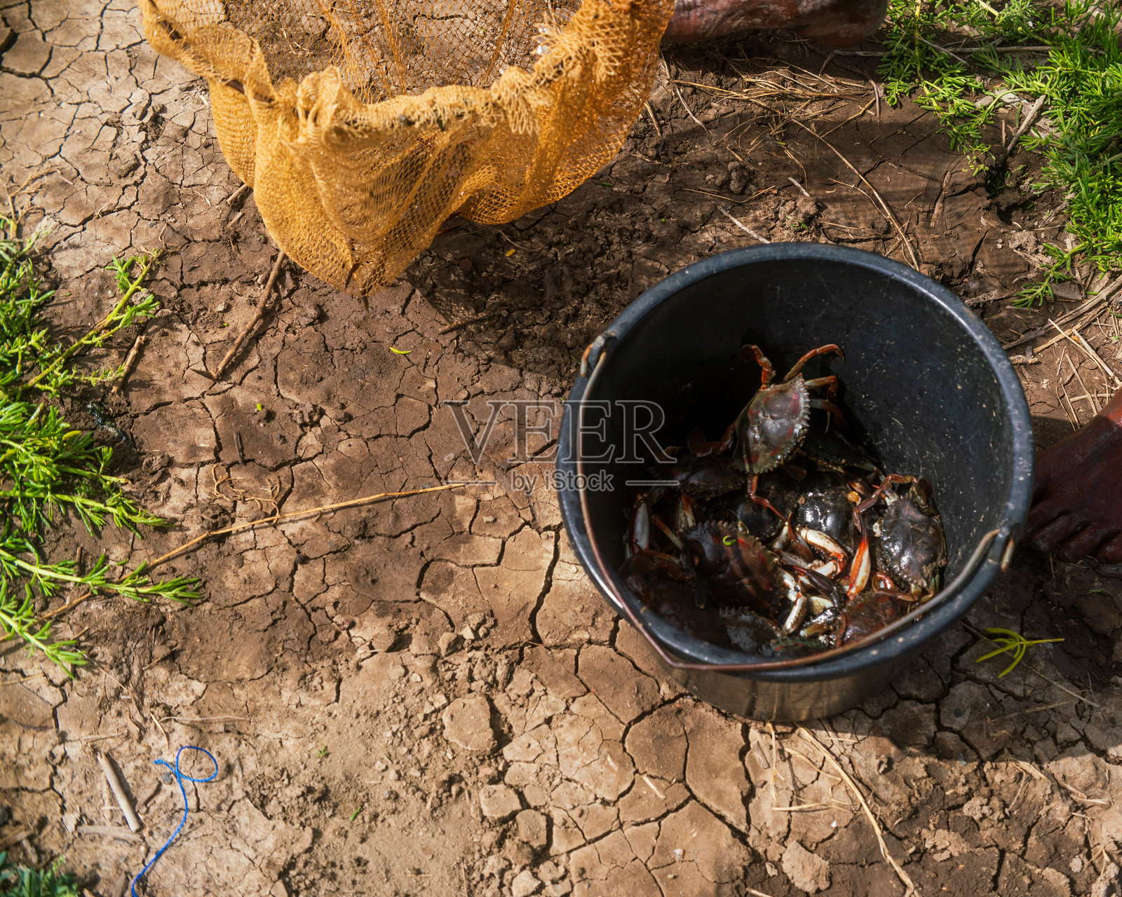 装满螃蟹的桶和一张放在泥土上的网照片摄影图片