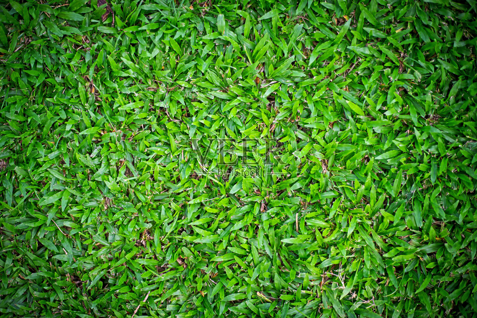 绿色草地纹理照片摄影图片