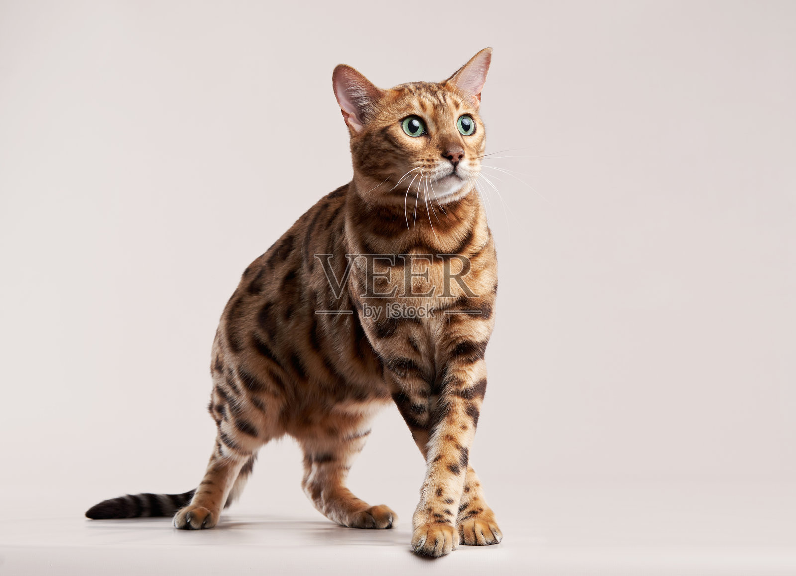 在米色背景上的孟加拉猫。搞笑的宠物在玩耍。照片摄影图片