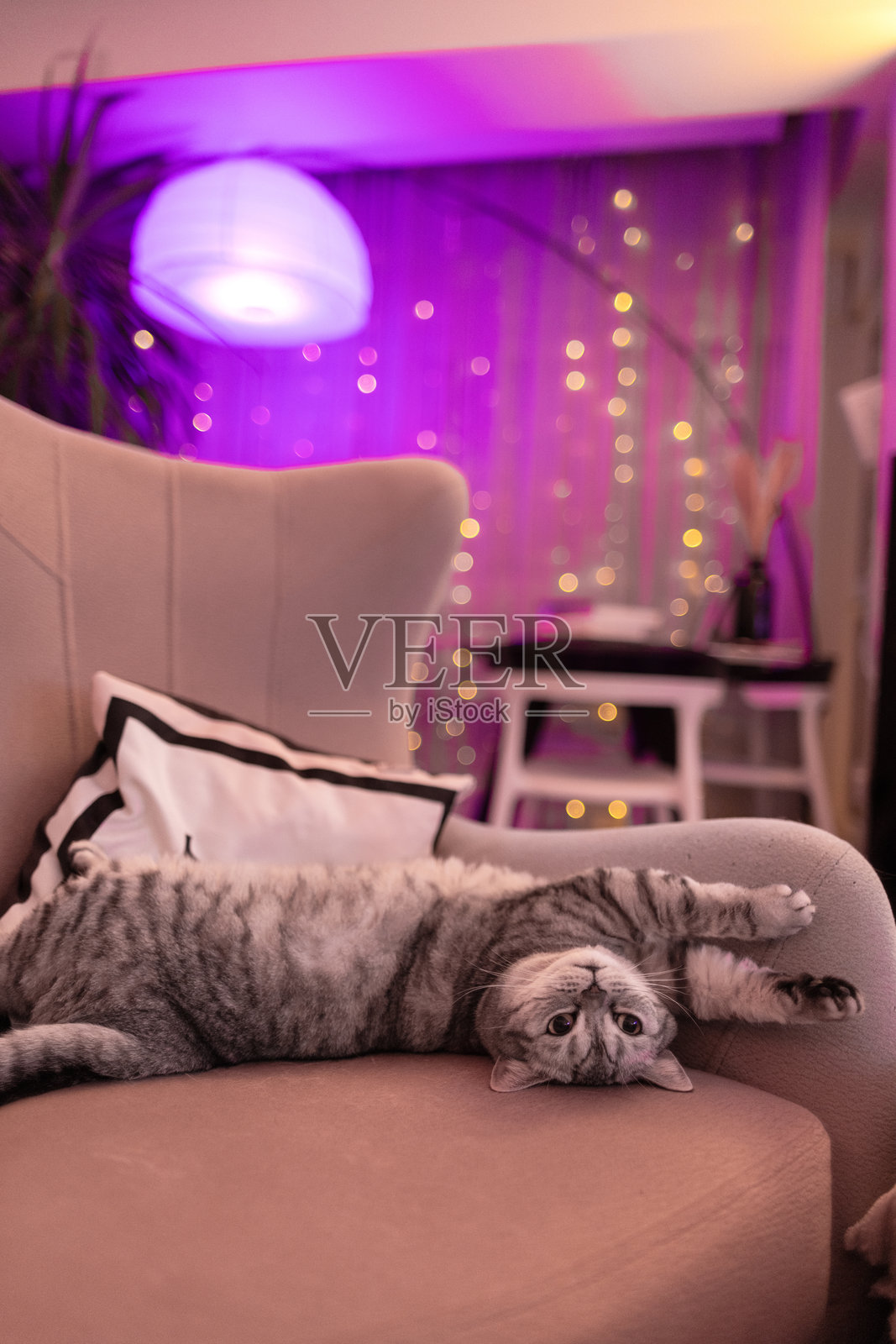 英国短毛猫照片摄影图片