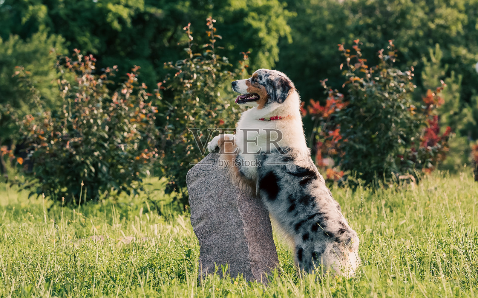 纯种澳大利亚牧羊犬在公园散步照片摄影图片