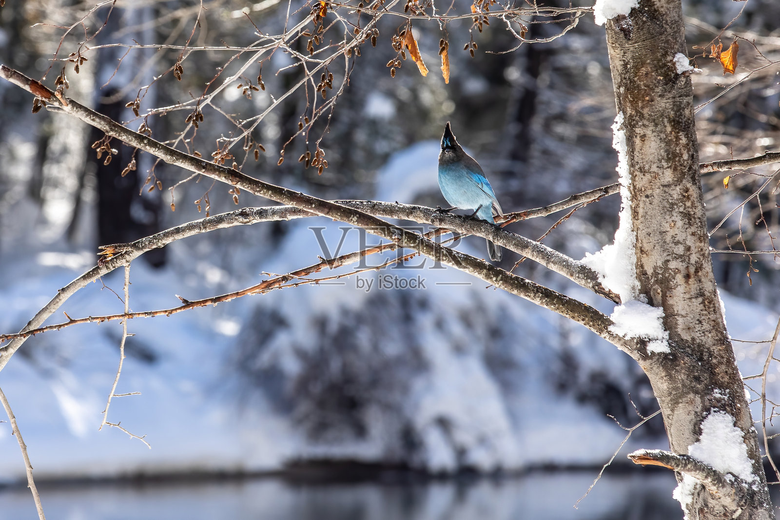 雪中的模糊蓝松鸦照片摄影图片