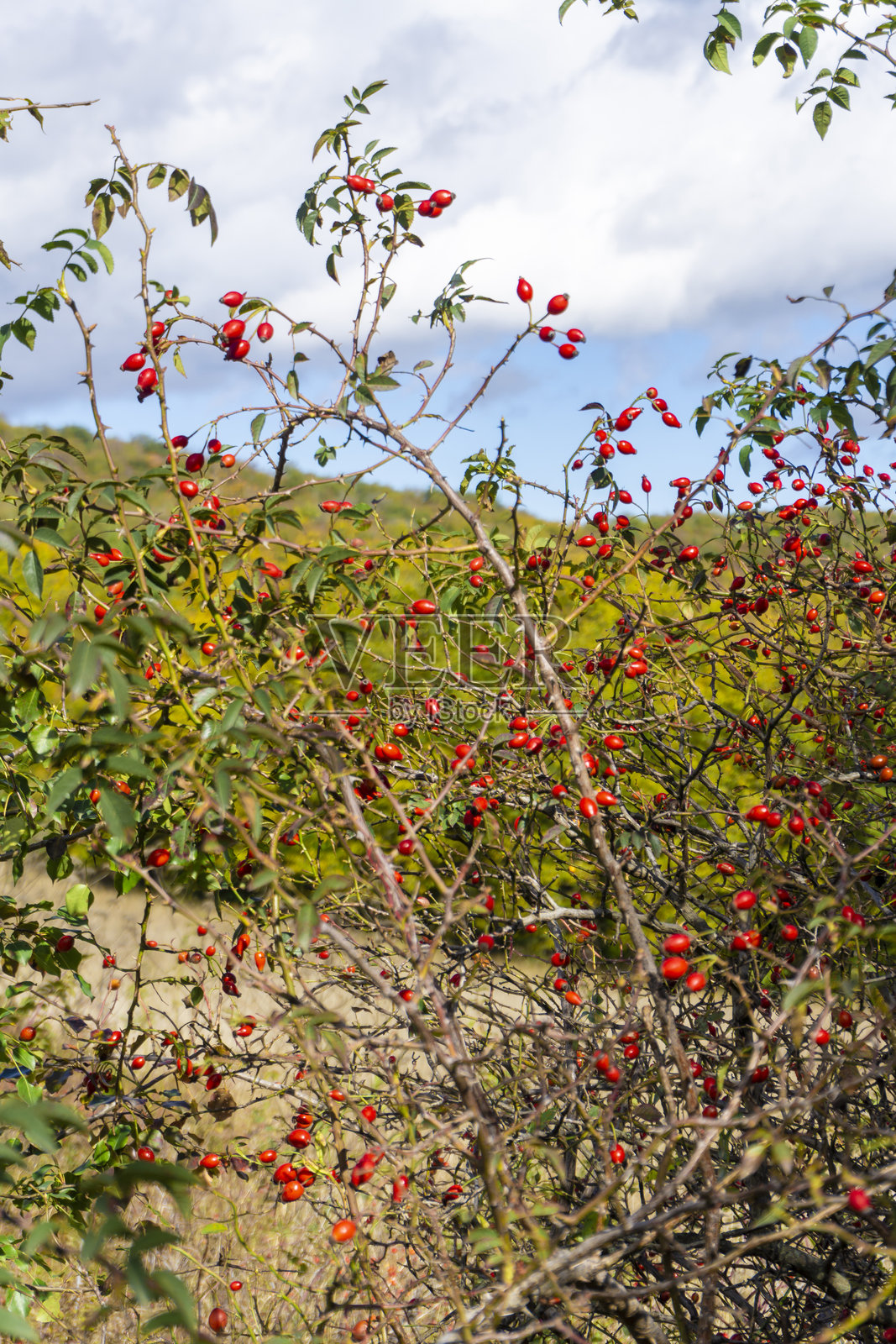 带有绿色叶子的红玫瑰果丛。背景是绿色的山丘和蓝天。照片摄影图片