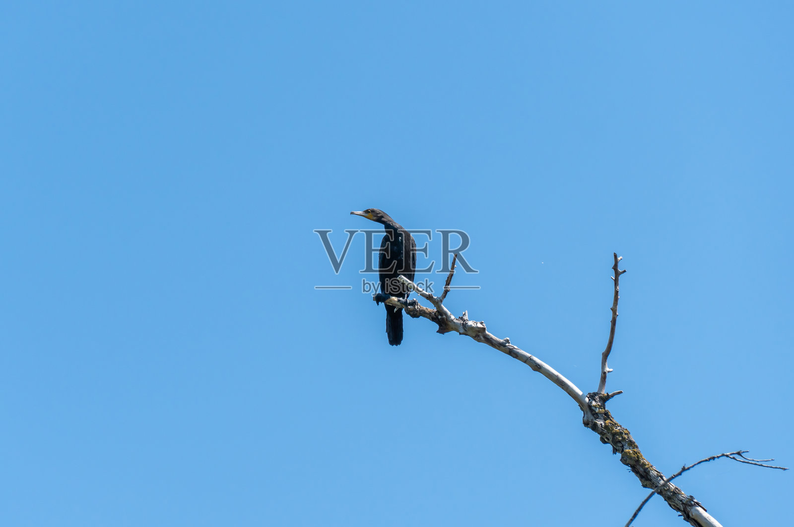 野生水鸟鸬鹚栖息在蓝天背景下的树枝上。照片摄影图片