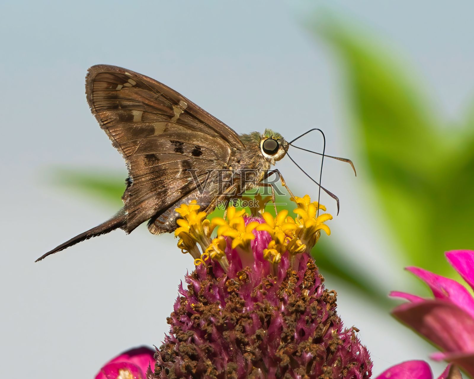 蝴蝶栖息在鲜艳的花朵上照片摄影图片