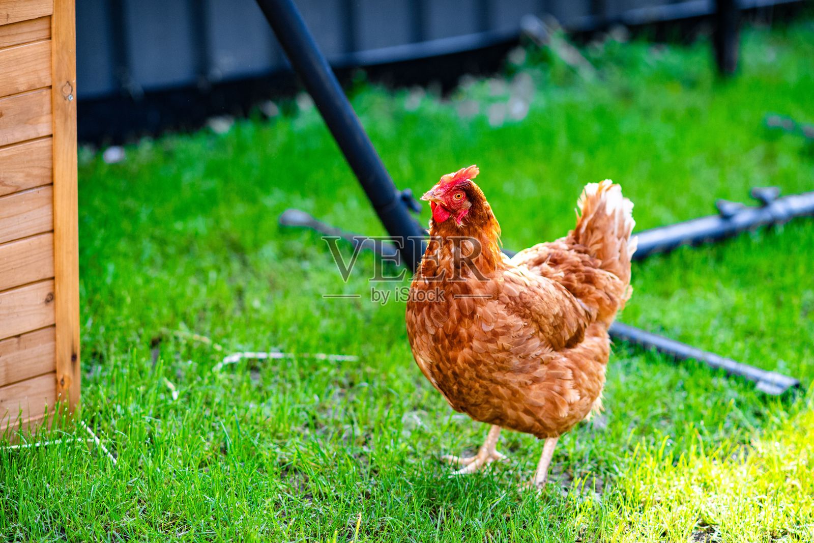 棕色鸡在木结构旁的绿色草地上照片摄影图片