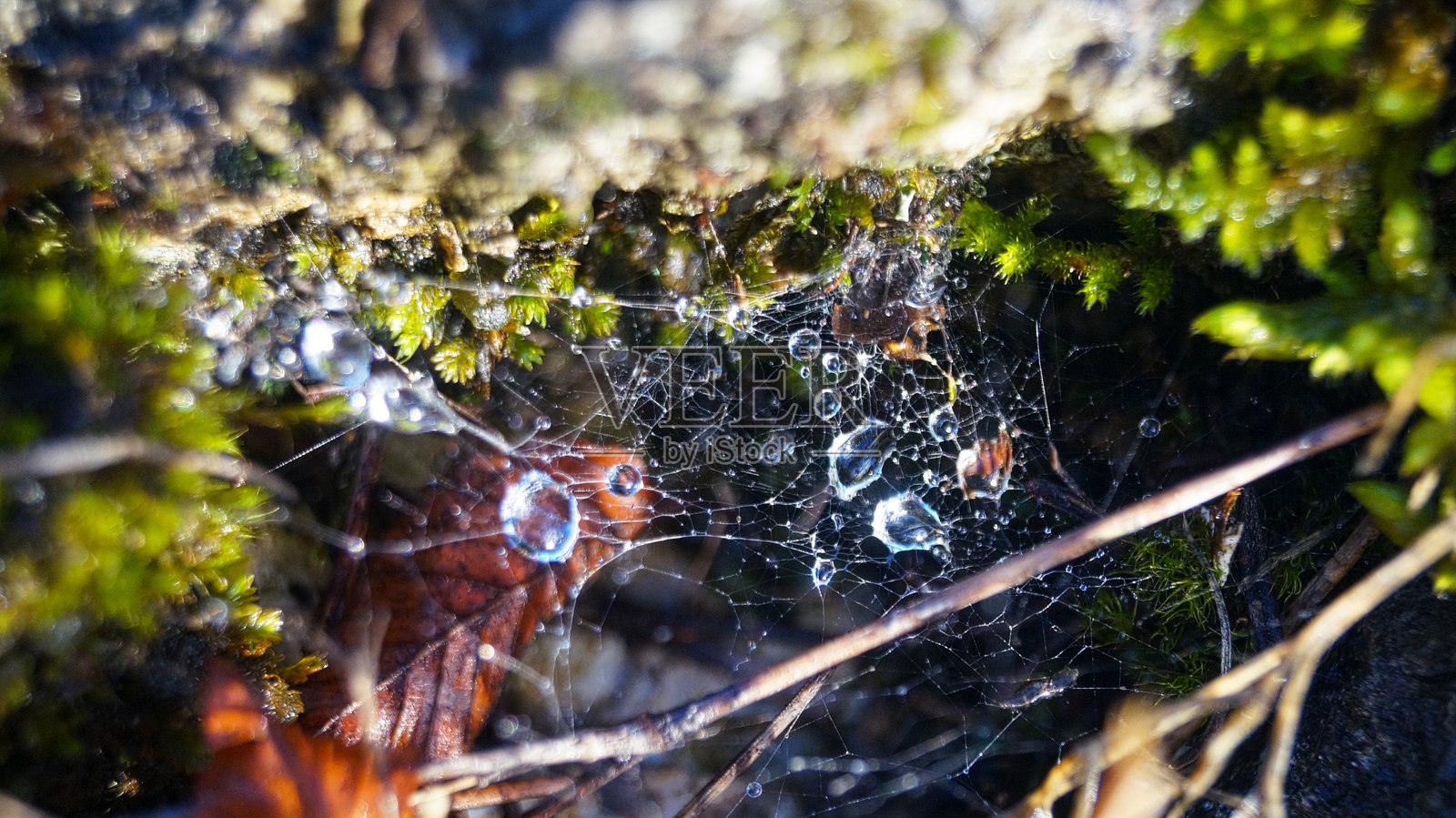 秋季森林中的雨滴挂在蛛网上照片摄影图片