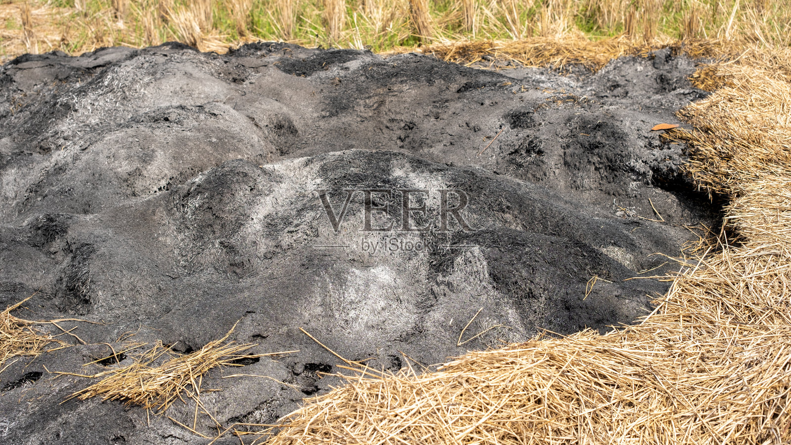 农业燃烧后烧焦的土壤和干枯的稻草残余，展示了传统农业方法、环境挑战和农村土地管理实践在自然景观中的表现。照片摄影图片