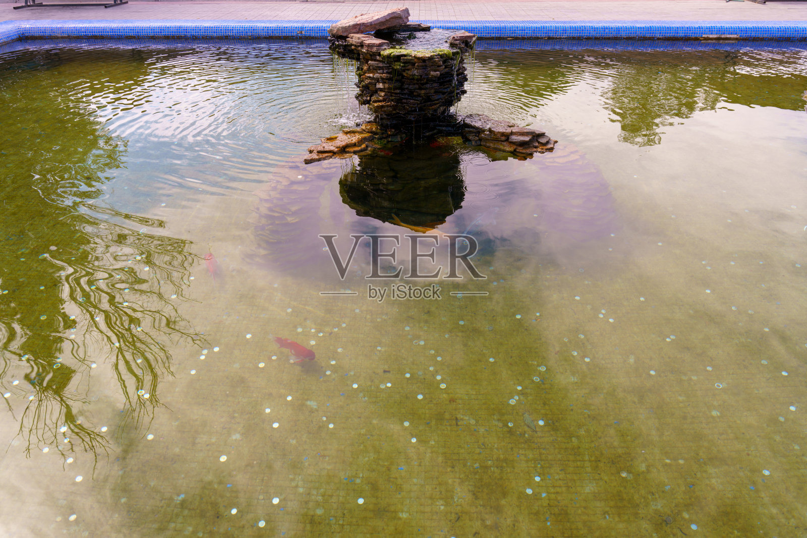 一个小池塘中间有一块石头，里面有一条鱼在游泳。照片摄影图片