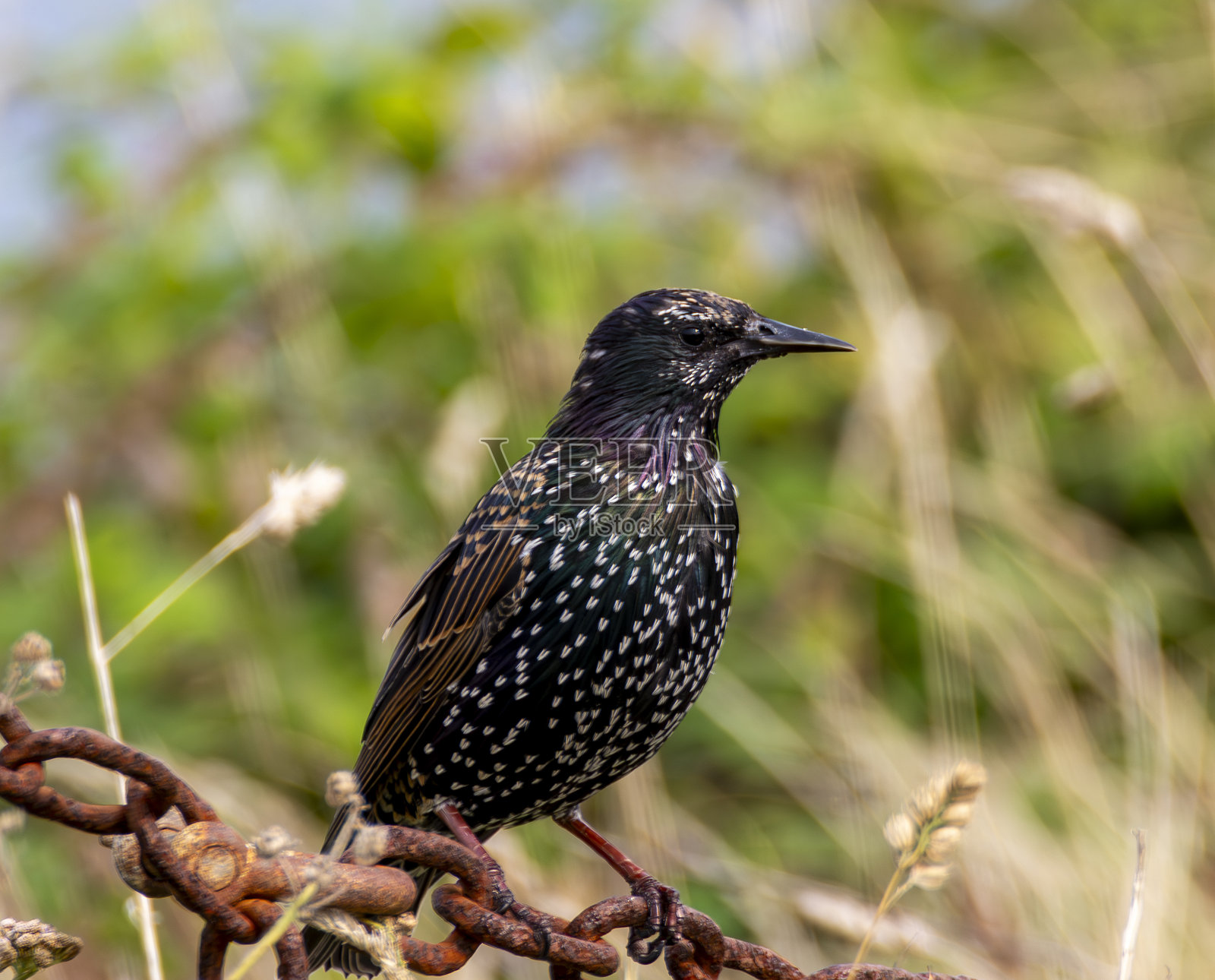 五光十色的椋鸟在圣艾夫斯照片摄影图片