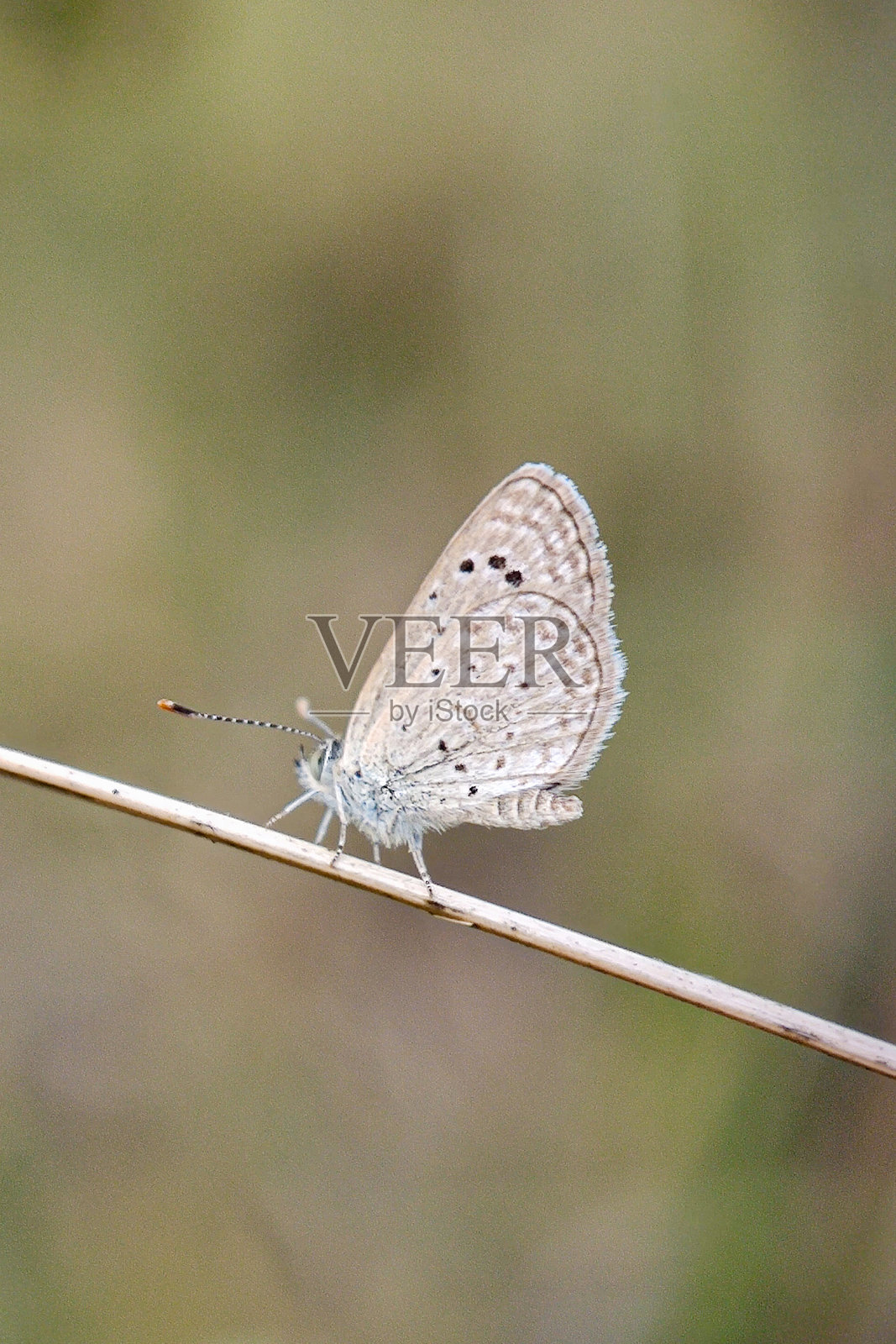 精致的暗草蓝蝴蝶（Zizina labradus）栖息在细长的树枝上照片摄影图片