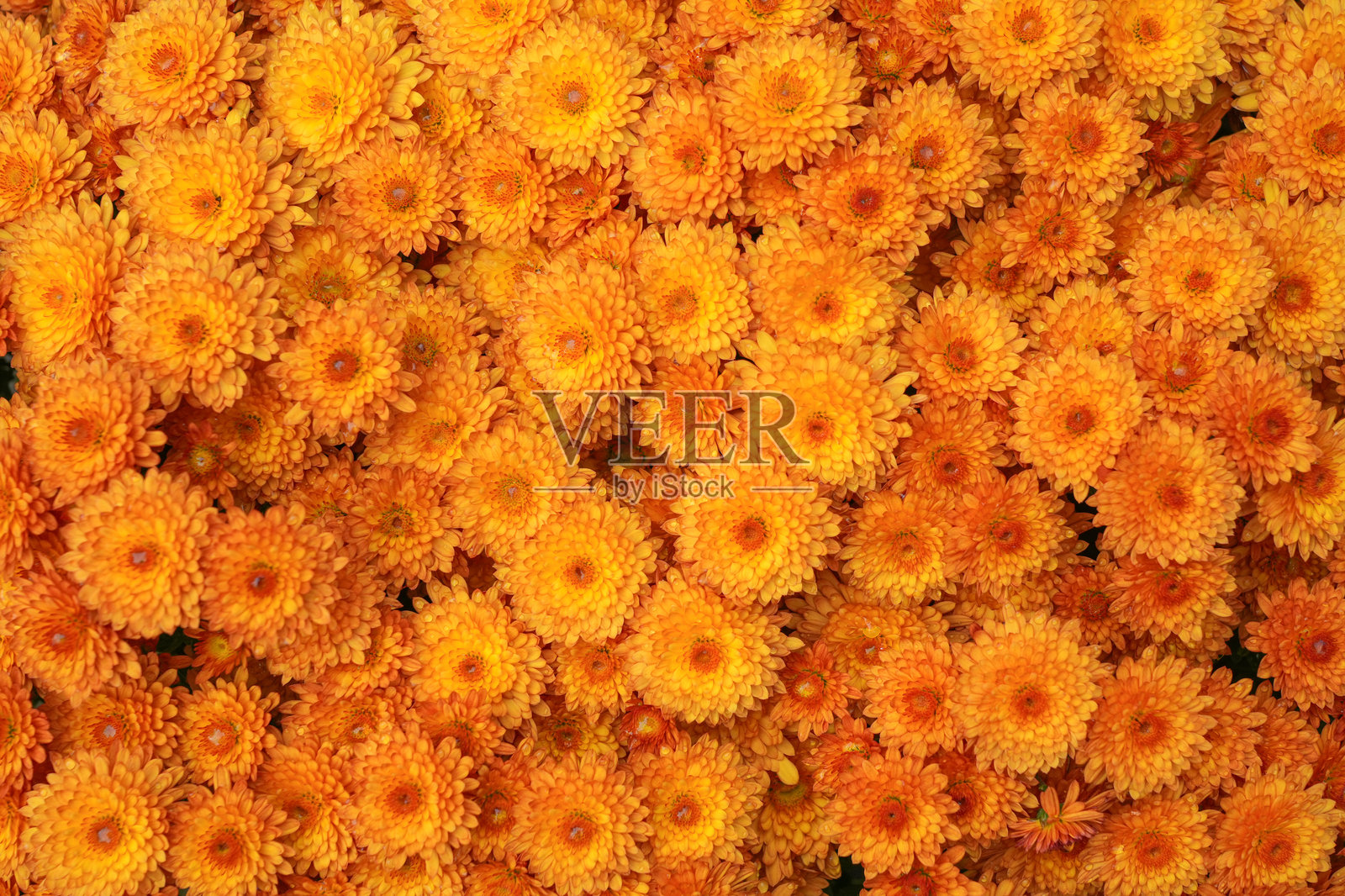 秋天盛开的菊花作为花卉背景照片摄影图片