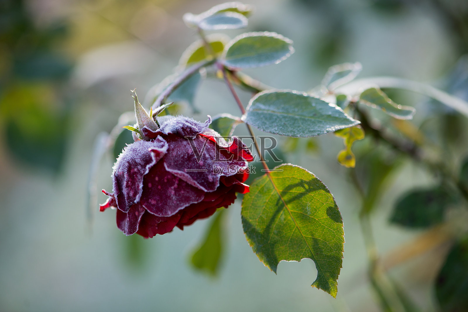 红玫瑰植物特写照片摄影图片