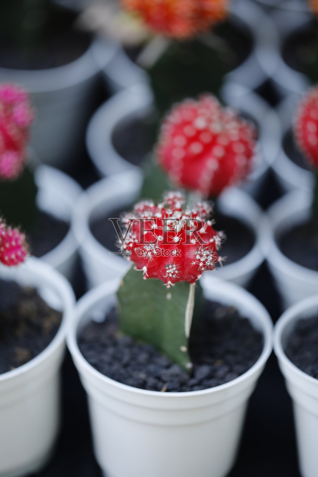 红色月亮仙人球照片摄影图片