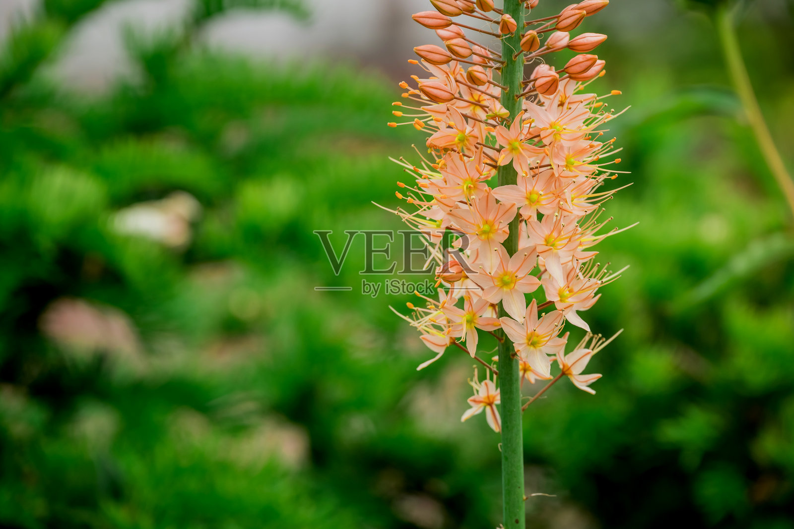 花园中盛开的花朵照片照片摄影图片