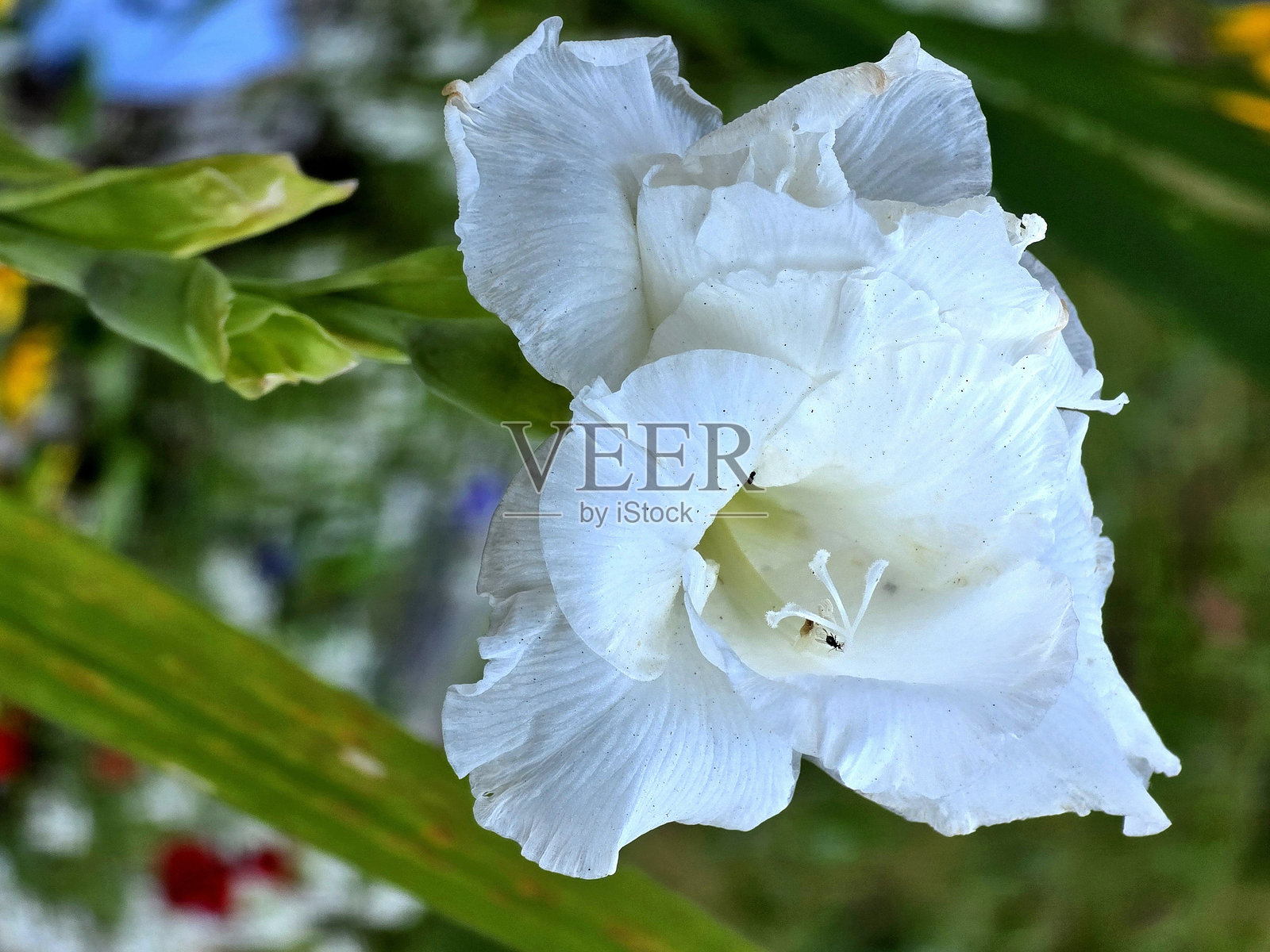 温哥华斯坦利公园海堤公共公园和休息区的多变花卉和植物照片摄影图片