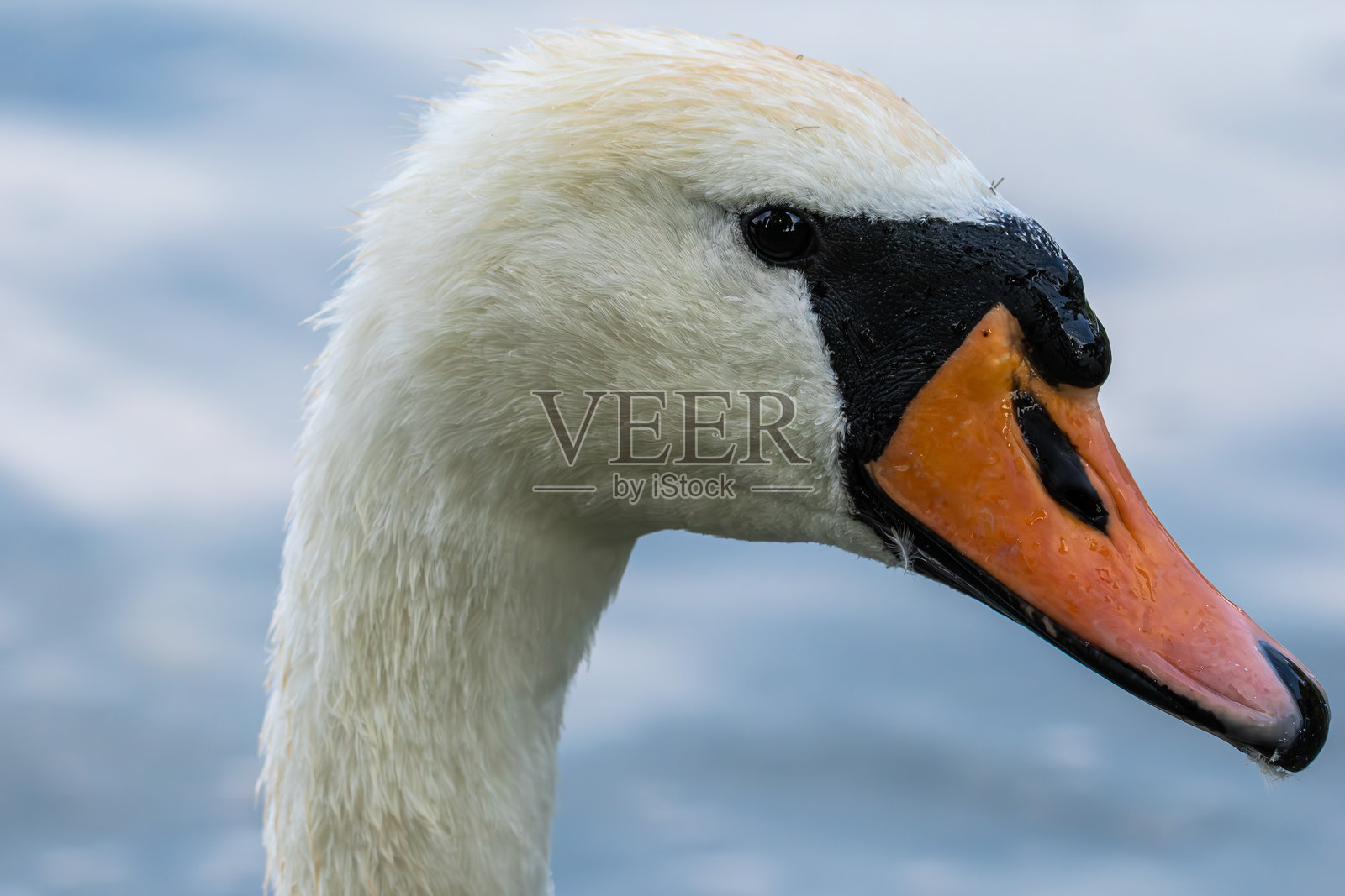 默特天鹅，Cygnus olor 在德国慕尼黑的湖中游泳照片摄影图片