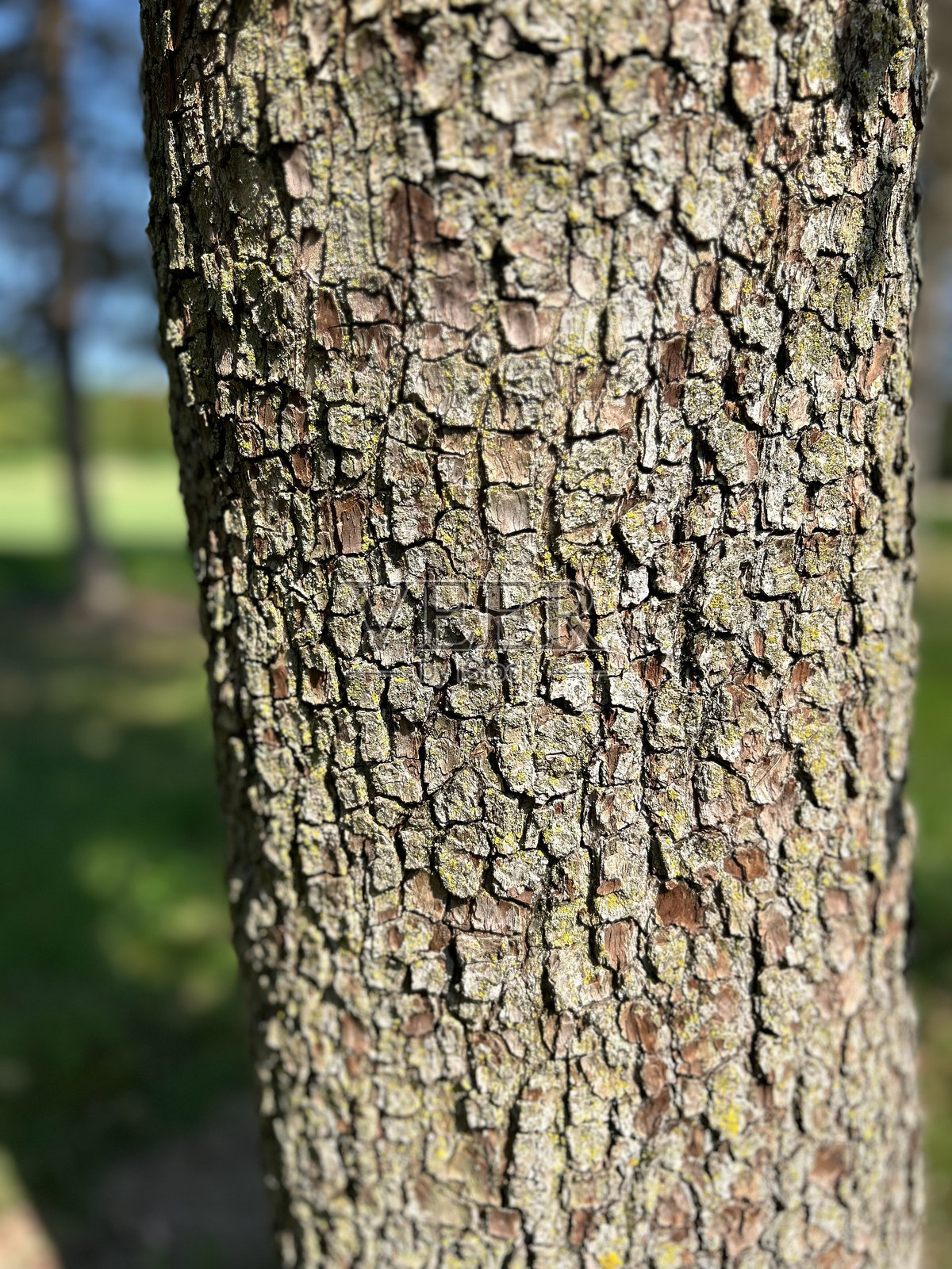 树皮照片摄影图片