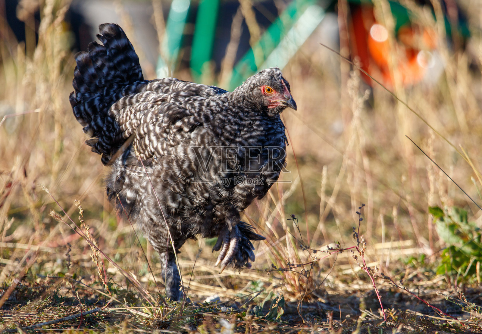 一只鸡在高草地里走。照片摄影图片
