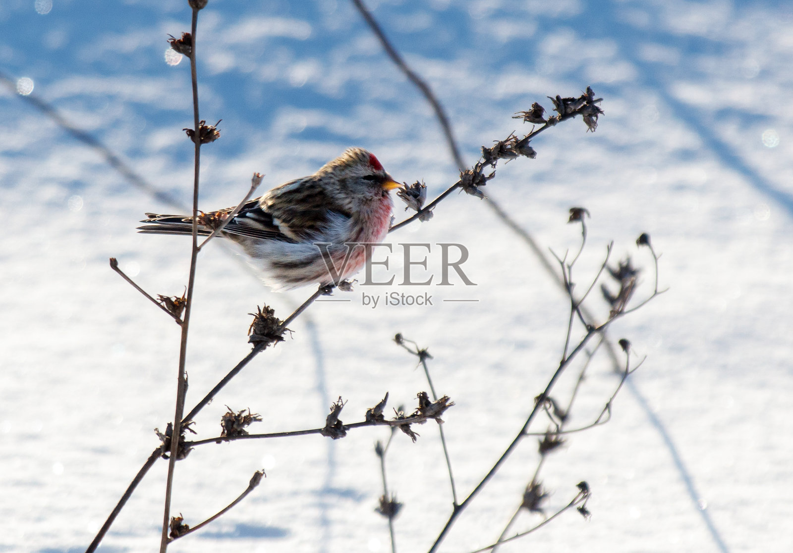 一只鸟栖息在雪中的树枝上照片摄影图片