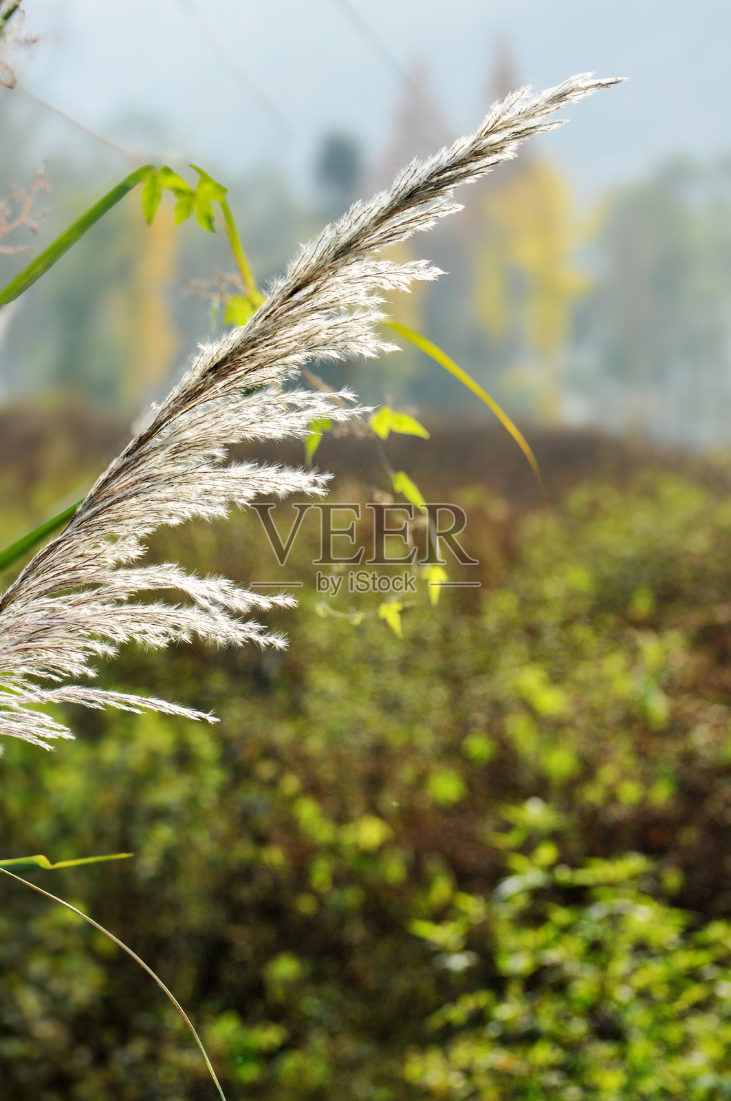 日落时的芦苇照片摄影图片