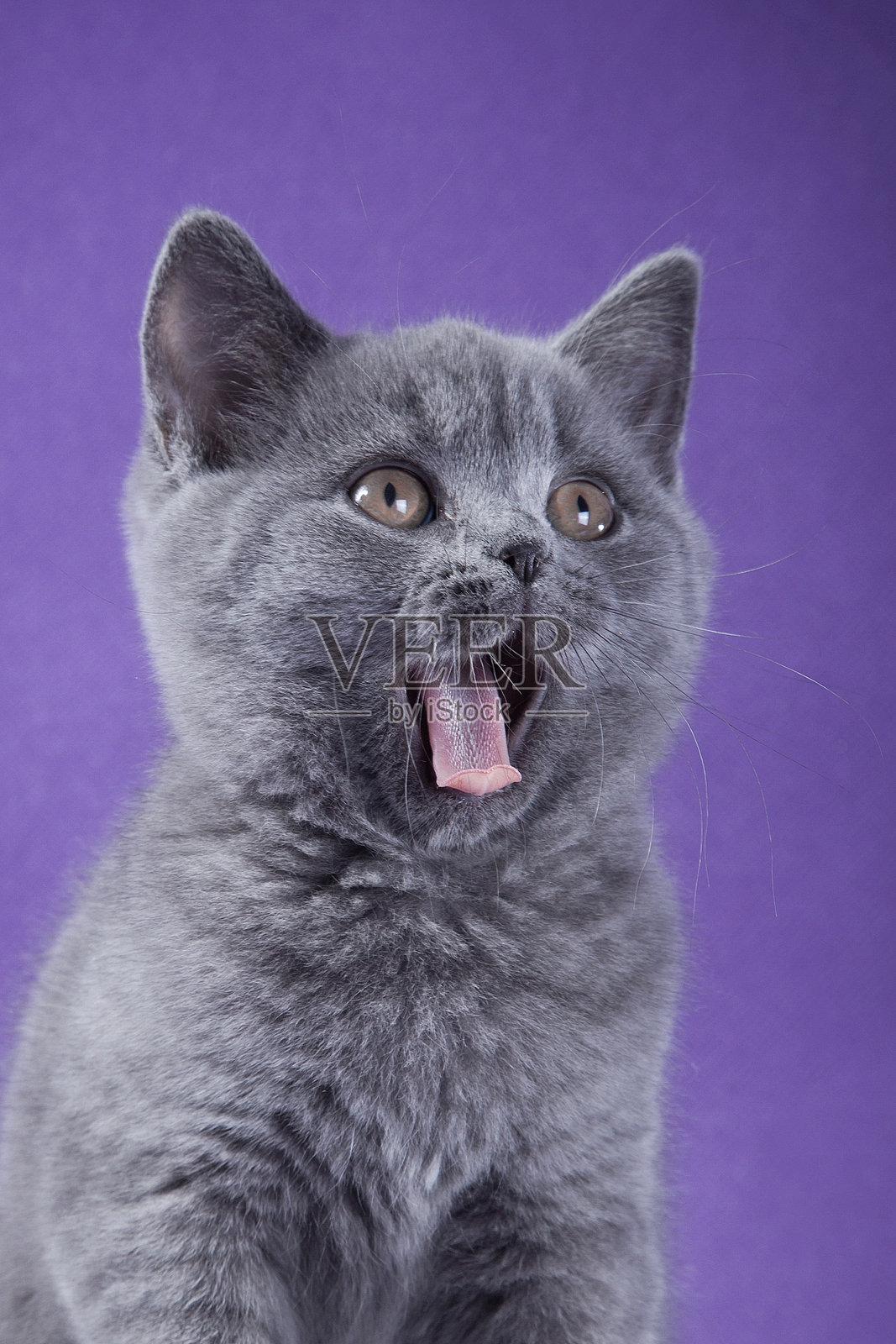 顽皮的灰色猫咪，黄眼睛照片摄影图片