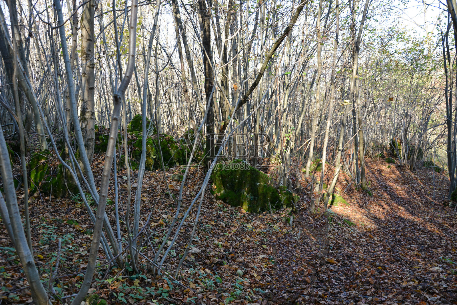 一片秋季浓密森林中的树木和灌木丛。还有一些长满苔藓的大石头散落其间。照片摄影图片